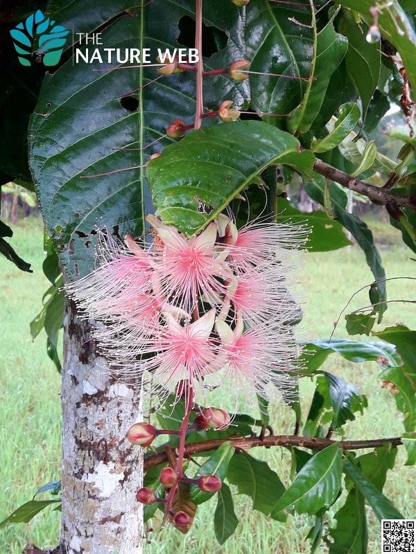 Powderpuff Mangrove